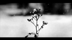 Chopin - Spring Waltz (Mariage d'Amour) [Please Read Description] - Videoclip.bg