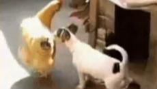 Влез вътре, нищо няма да ти направя … - Videoclip.bg