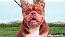American Bully, Filhote American Bully, American Bully Pocket Micro Exotic - Videoclip.bg