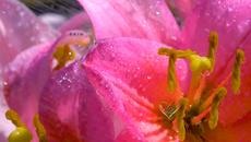 Дъжд ( релакс)  ...... - Videoclip.bg