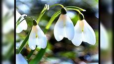 Първа пролет дойде! Здравейте слънчице пролетни цветя и птички - Videoclip.bg