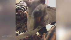 Много забавно как котки се плашат - Videoclip.bg