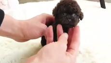 Микро шоколадово пуделче - Videoclip.bg