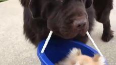 Кучешка детска количка . - Videoclip.bg