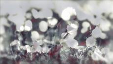 Красотата на пролетта! - Videoclip.bg