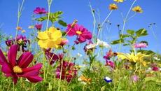 Peaceful Music, Relaxing Music, Instrumental Music, "Wildflowers" by Tim Janis - Videoclip.bg