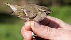 Mungo Jerry Blues Band  - I Had A Bird - Videoclip.bg