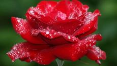 Красиви Рози с Песен! - Beautiful Roses - Videoclip.bg