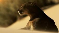 ❤ Вълшебна ❤ Leo Rojas - Now I Feel Alive ! ❤ - Videoclip.bg