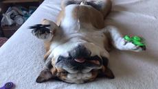 МНОГО ДОБЪР С ДВА СПИНЕРА - Videoclip.bg