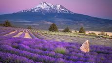 Лавандулова Красота и Феерия! Lavender Fields and Moonlight Sonata (Beethoven) - Videoclip.bg