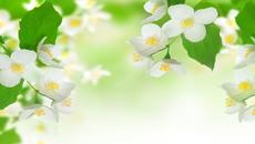 ♫☀Nikos Ignatiadis ...  ... ✿ Jasmine ✿ - Videoclip.bg