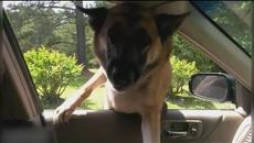 Смешные приколы и фейлы с животными Угарные приколы и пранки про животных Подборка Август 2017 - Videoclip.bg