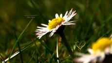 Ana Maria - Giovanni Marradi -  - Videoclip.bg