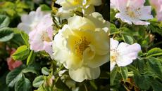 Нежна песен с рози! ^^ The Wild Roses ^^ The Shadows - Videoclip.bg