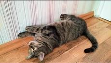 Приколы с животными Смешные собаки и Странный кот Подборка от подписчиков - Videoclip.bg