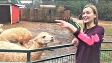 Веселая Ферма и Смешные Животные Угарные видео про животных на ферме - Videoclip.bg