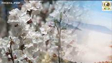 Relaks Nature Album - Videoclip.bg