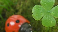 Лили Иванова - Детелини - Videoclip.bg