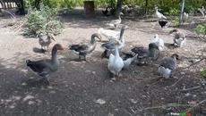 Патиците,Фитките и Кокошките на село - Videoclip.bg