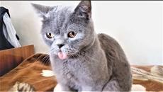 ПРИКОЛЫ 2017 Сентябрь #140 Самые Смешные Видео с Животными Угарные Собаки и Кошки Топ Подборка - Videoclip.bg