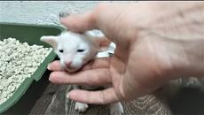 Приколы 2017 про животных Самые Смешные и Милые Животные Собаки Щенки и Коты Котята Подборка приколо - Videoclip.bg