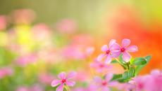 ✿♥‿ Даровете от природата - розови цветя!  ...  (Ernesto Cortazar music)  ‿♥✿ - Videoclip.bg