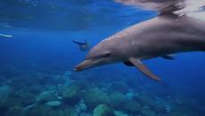 УДИВИТЕЛНИ ЗВУЦИ КОИТО ИЗДАВАТ ЖИВОТНИТЕ - Videoclip.bg