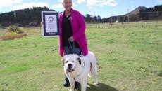 Кучето с най-дългия език влезе в Книгата на Гинес - Videoclip.bg