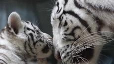 Вижте Бял бенгалски тигър играе с малкото си (ВИДЕО) - Videoclip.bg