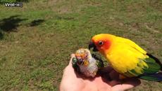 МАЛКО ПАПАГАЛЧЕ ЗА ПЪРВИ ПЪТ С БАЩА СИ - Videoclip.bg