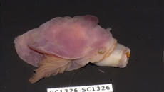 10 необичайни неща изплували някога по световните брегове - Videoclip.bg