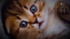 bandicam 2017-10-18 18-36-48-115 - Videoclip.bg