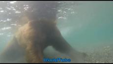 Страхотно видео! Вижте отблизо как ловуват мечките How a bear catches under water - Videoclip.bg