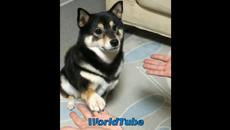 Куче се учи на фокуси (ВИДЕО) - Videoclip.bg