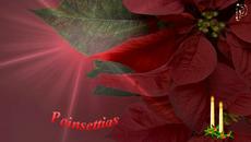 ✿*ﾟPoinsettias - Весела Коледа! ... (André Rieu music)✿*ﾟ - Videoclip.bg