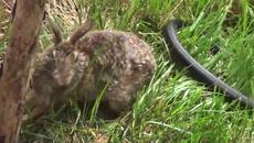 Заек в битка със змия за да спаси малкото си - Videoclip.bg