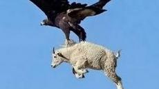 Най епичните Атаки от Орел заснети някога ! - Videoclip.bg