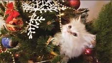 Новогодние видео приколы с животными Животные и питомцы против ёлок СОБАКИ и КОШКИ Pets vs christmas - Videoclip.bg