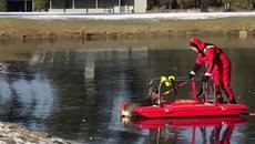 Пожарникар спаси елен, "заклещен" в езеро (ВИДЕО) - Videoclip.bg