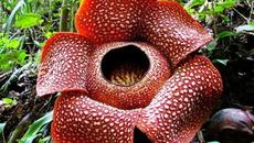 Вижте Рафлезия Арнолди – най-голямото цвете в света (Rafflesia arnoldii) GOOGLE 2018 - Videoclip.bg
