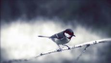 Превод ❤️ Julee Cruise - The Nightingale - Videoclip.bg