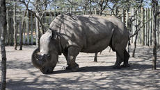 Почина последният мъжки северен бял носорог - Videoclip.bg