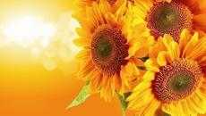 Щастието с Усмивка ! Днес е международният ден на щастието 20.03.2018 - Videoclip.bg