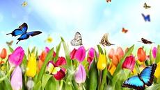 Пролетно равноденствие 2018 Честита Първа Пролет - Videoclip.bg