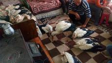 Хора спасяват щъркели - Силистренец спаси изръзнали щъркели - Videoclip.bg