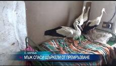 Щъркелите символ на пролетта - Мъж приюти в дома си премръзнали щъркели - Videoclip.bg