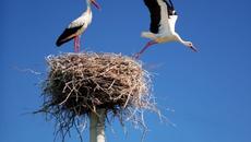 Щъркел си прави гнездо сниман от камера вижте го (видео) - Videoclip.bg