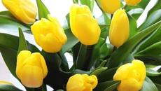 Жёлтые тюльпаны - Videoclip.bg