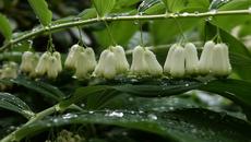 ✿⊱•╮  Пролетен дъжд   ...  (music Giovanni Marradi)  ✿⊱•╮ - Videoclip.bg